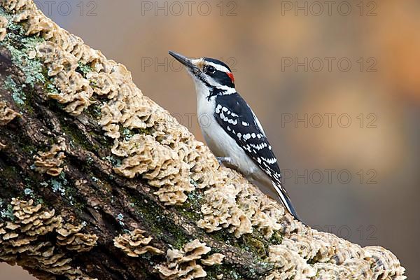 Hairy Woodpecker