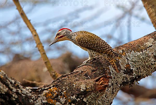 Nubian woodpecker