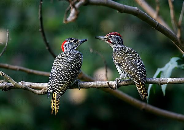 Nubian woodpecker