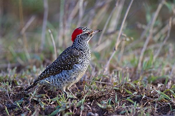 Nubian woodpecker