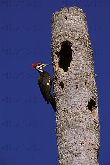 Pileated woodpecker