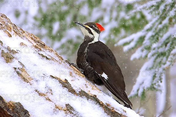 Pileated Woodpecker