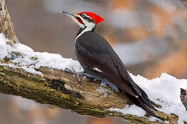 Pileated Woodpecker