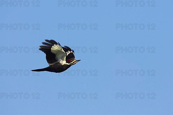 Pileated Woodpecker