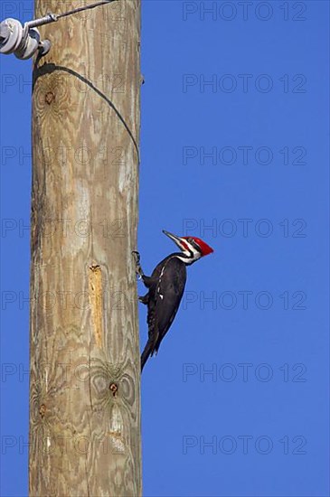 Pileated Woodpecker