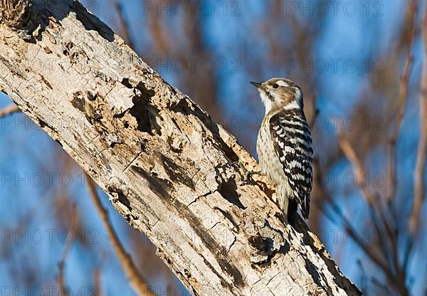 Japanese Kizuki Woodpecker