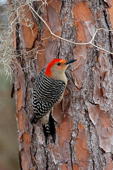 Carolinian Woodpecker