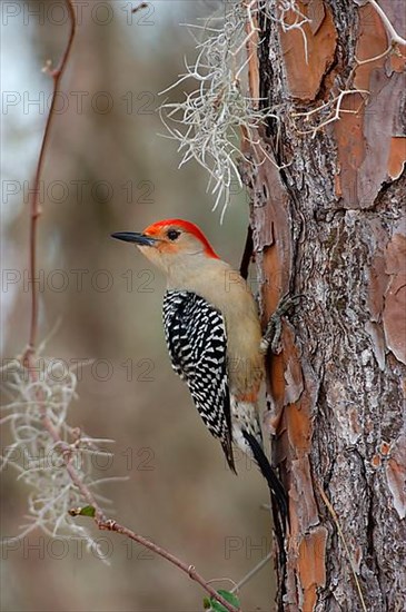 Carolinian Woodpecker