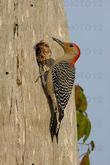 Red-bellied woodpecker