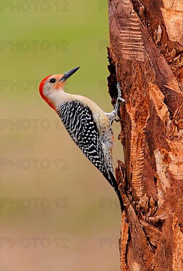 Red-bellied Woodpecker