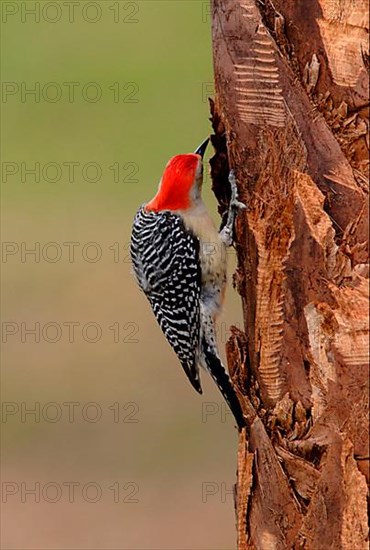 Red-bellied Woodpecker