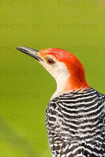 Red-bellied Woodpecker