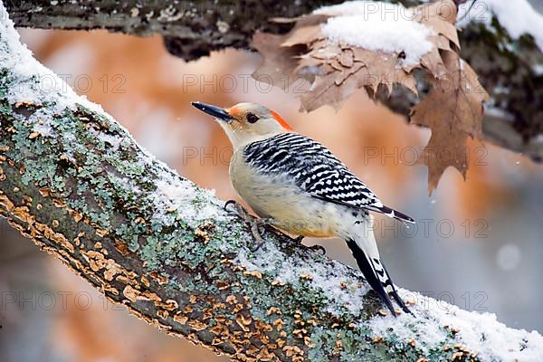 Red-bellied Woodpecker