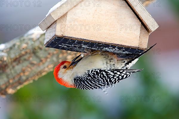 Red-bellied Woodpecker