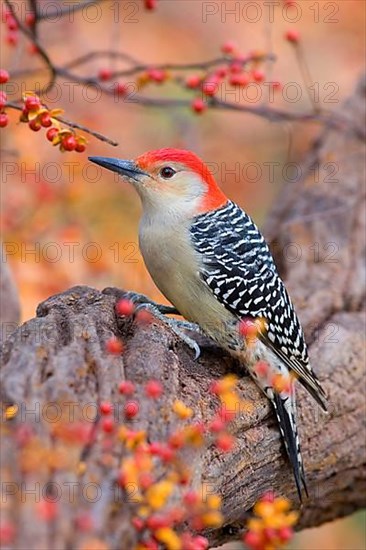 Red-bellied Woodpecker