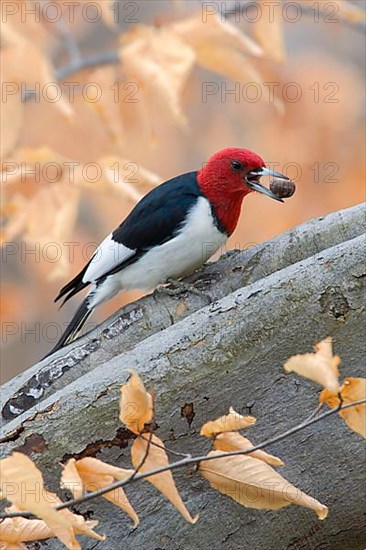 Red-headed Woodpecker