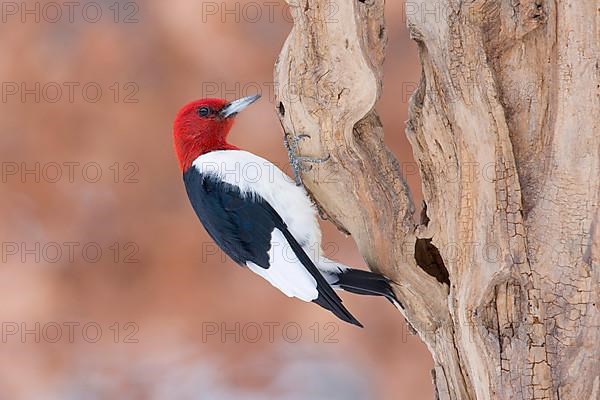 Red-headed Woodpecker