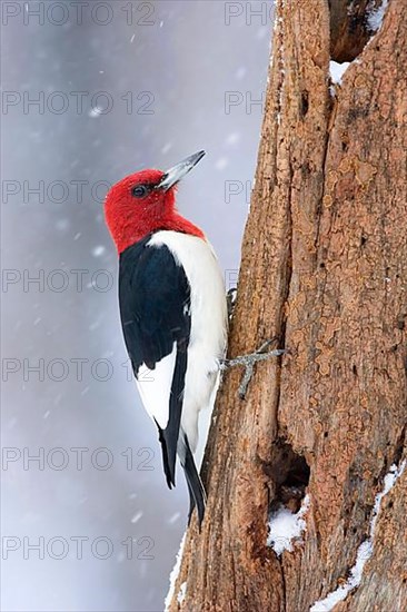 Red-headed Woodpecker