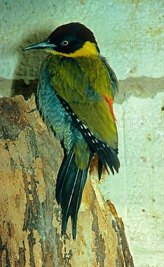 Black-headed woodpecker