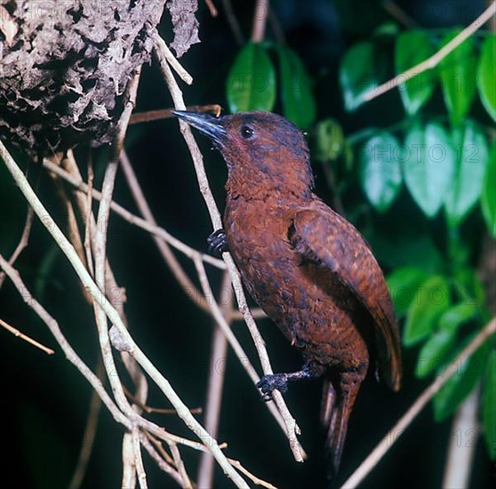 Rusty Woodpecker