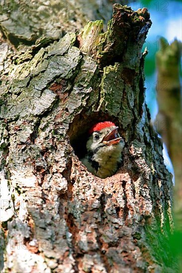 Greater Spotted Woodpecker