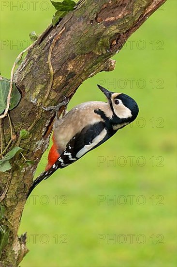 Great spotted woodpecker