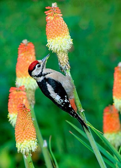 Great spotted woodpecker