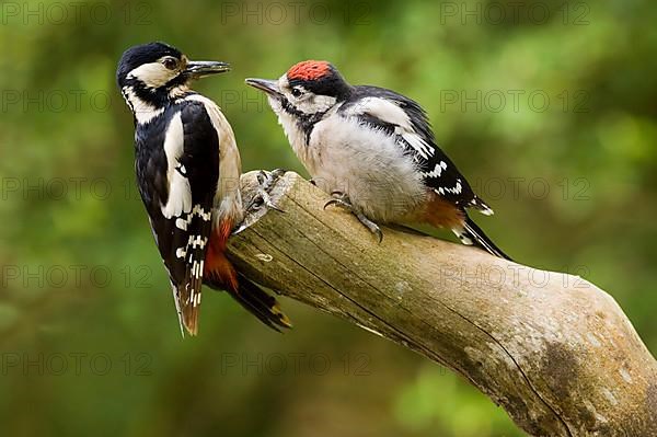 Greater Spotted Woodpecker