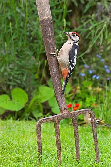 Great spotted woodpecker