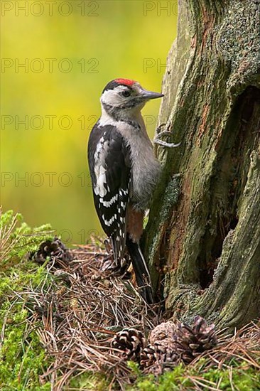 Great spotted woodpecker