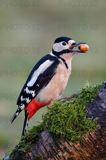 Greater Spotted Woodpecker