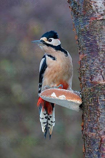 Greater Spotted Woodpecker