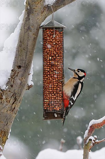 Great spotted woodpecker