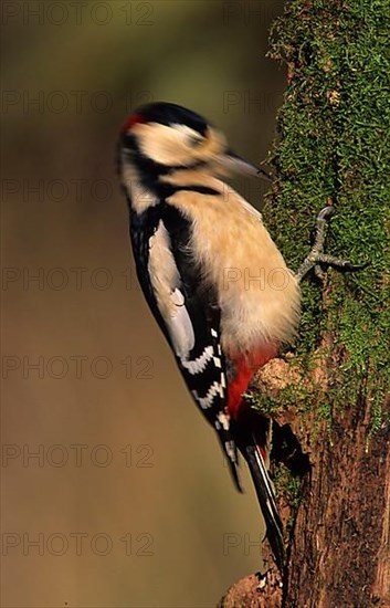 Great spotted woodpecker