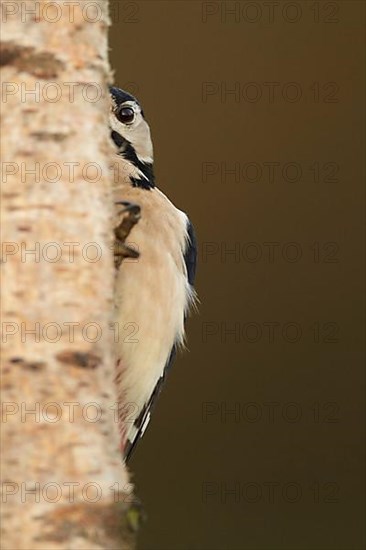 Great spotted woodpecker