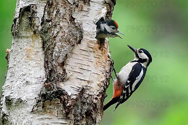 Great spotted woodpecker