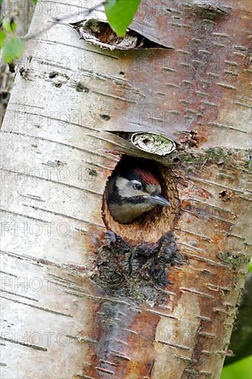 Great spotted woodpecker