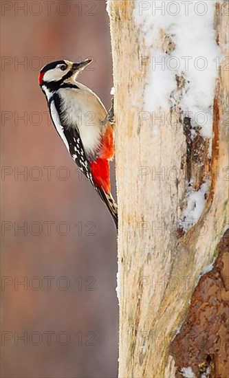 Great spotted woodpecker