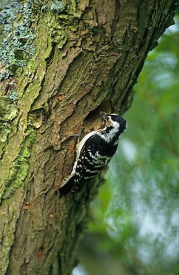 Lesser spotted woodpecker