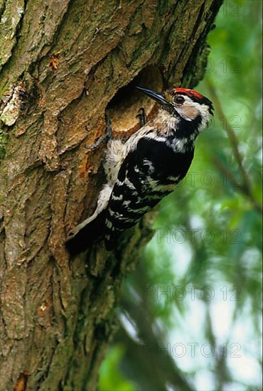 Lesser spotted woodpecker