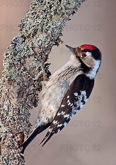 Lesser spotted woodpecker