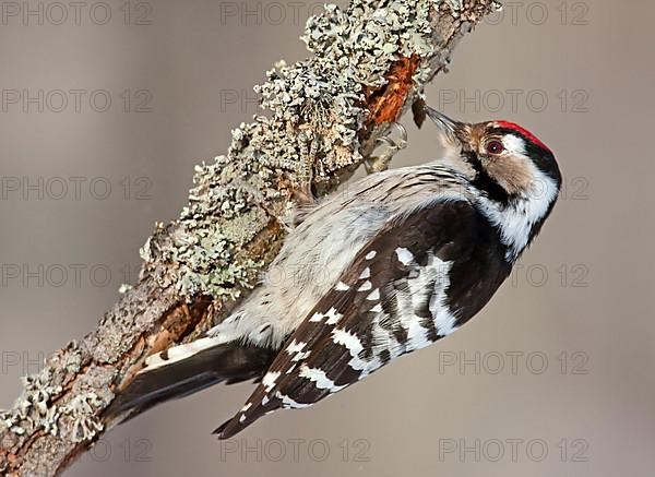 Lesser Spotted Woodpecker