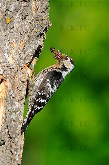 Lesser Spotted Woodpecker