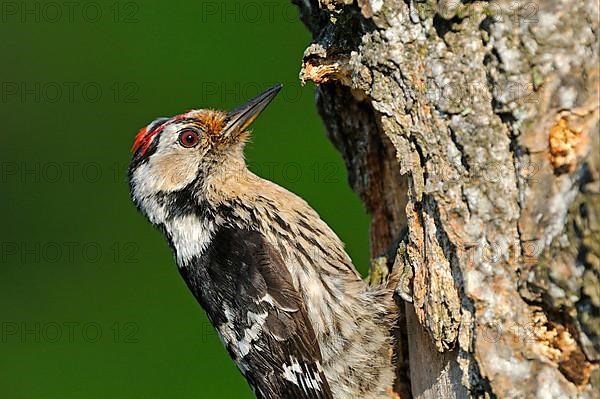 Lesser Spotted Woodpecker