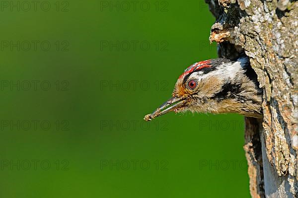 Lesser spotted woodpecker