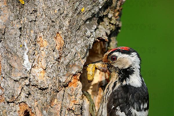 Lesser Spotted Woodpecker