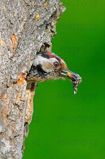 Lesser spotted woodpecker