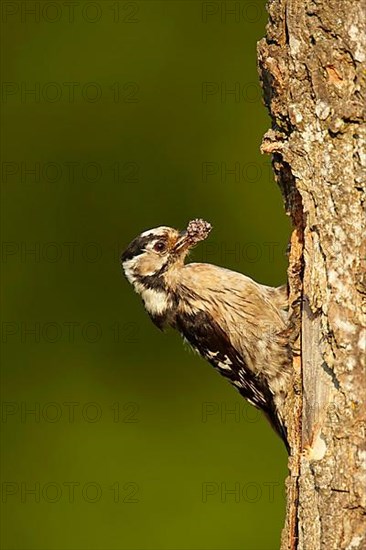 Lesser spotted woodpecker