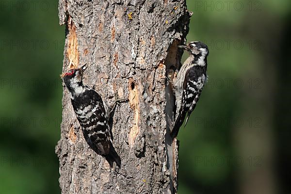 Lesser spotted woodpecker