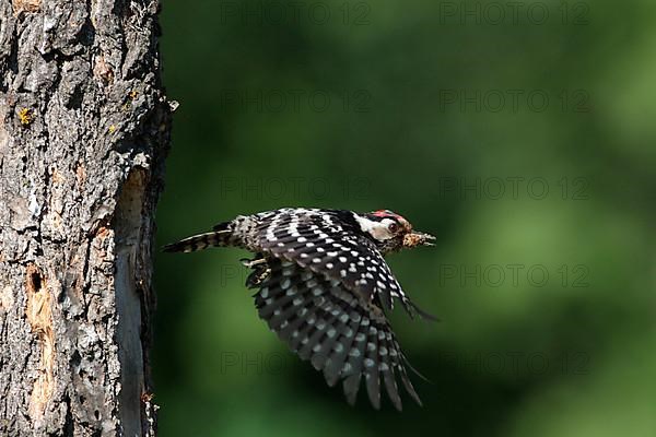 Lesser Spotted Woodpecker